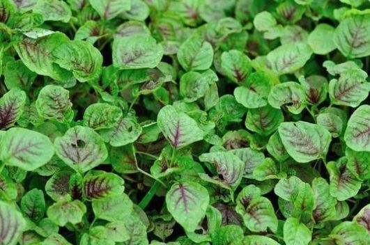  #没错#七八十年代喂猪的野草，不是中药材就是野菜，吃过的是土