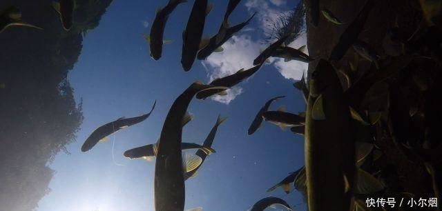  「89年」89年云南小伙养鱼年入290万，收集鱼苗走了6万里路，还