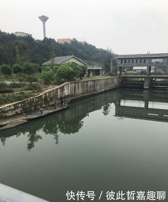 #广西#罗非鱼王?广西钓友,水闸下钓起6斤罗非鱼,钓友:活了十多年!