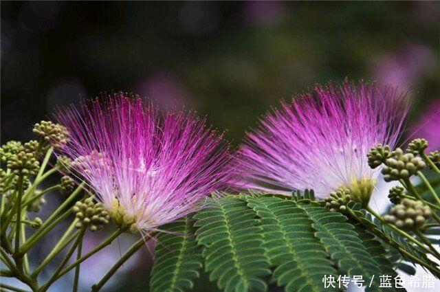 「寓意」粉嫩轻柔的合欢花,2个拍摄思路,表现寓意美好长久的花卉照片