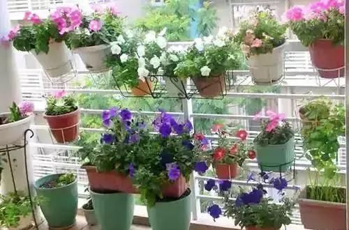  [吊起来养]阳台这样种花, 可以美上一整年, 整个小区都会羡慕你!