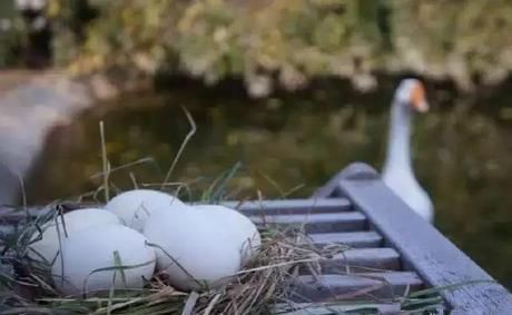 『小院』20多岁的年龄差距,却把一个破烂的农家小院变成了“桃花源”