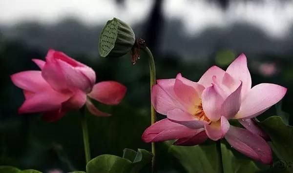  【花中】中国10大名花，哪个是你的最爱？