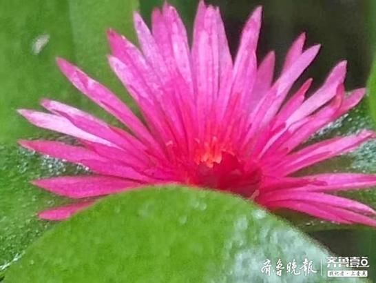  之中|绿丛之中藏点红，牡丹吊兰花开好鲜艳