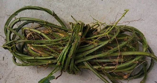  绳子■此“绳子”，如今价值珍贵，50元一斤，你们认识吗？