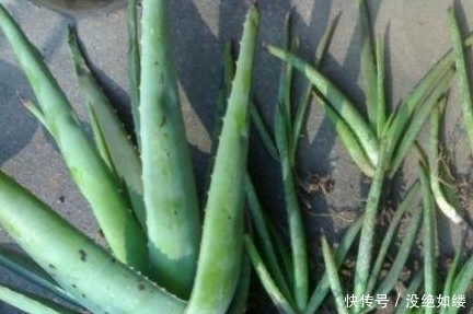 「养花」这种“盆栽”,身上全是“宝”,用它来养花,养一盆“爆”一盆!