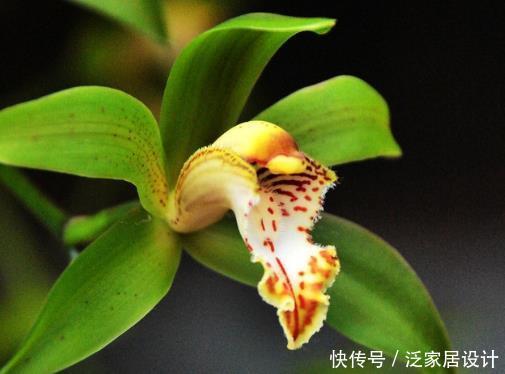  「兰花」兰花浇水有秘诀，光浇透远远不够，学会这4招花开满盆，赏心悦目