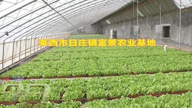  「农业生产」阳台变田园 盆栽蔬菜你家阳台有吗