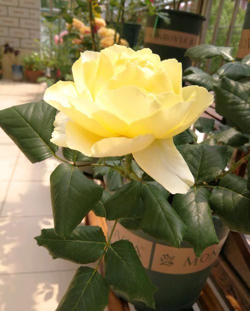  『妩媚』喜欢菊花，首选“珍稀名菊”晚镜红妆，花似美人，妖娆妩媚！