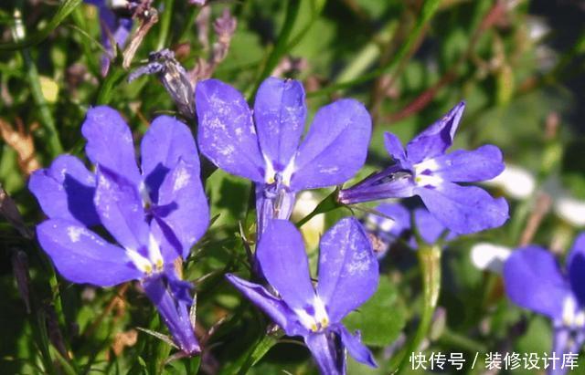 『绿萝』适合阳台养的3种花,清新优雅更艳丽,比绿萝还好养,四季能赏花
