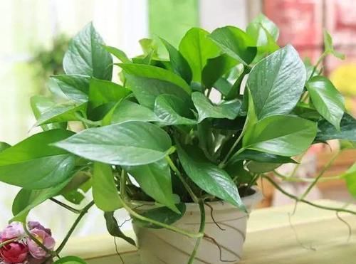  花友养@养绿萝有技巧，这“2种肥水”换着浇，叶片“手掌大”，试一试？