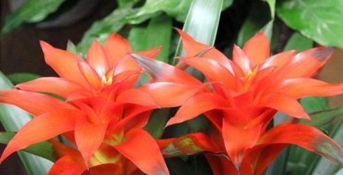 『养在家里边』有钱人爱养这3种花,养家里镇宅、去煞又聚财,赶紧回家养一盆