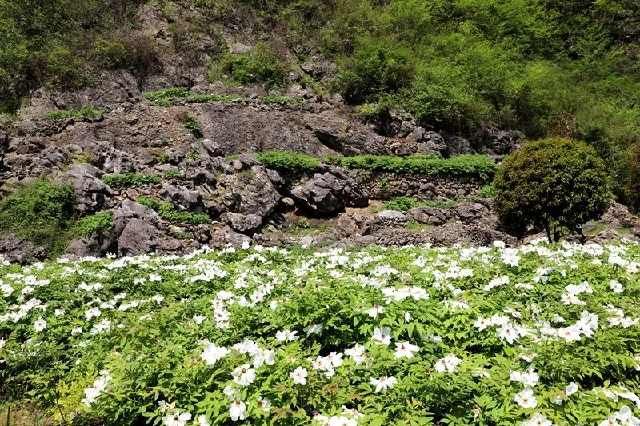  「丫山牡丹」嘘！她就是南陵本土集美貌与才华于一身的花仙子