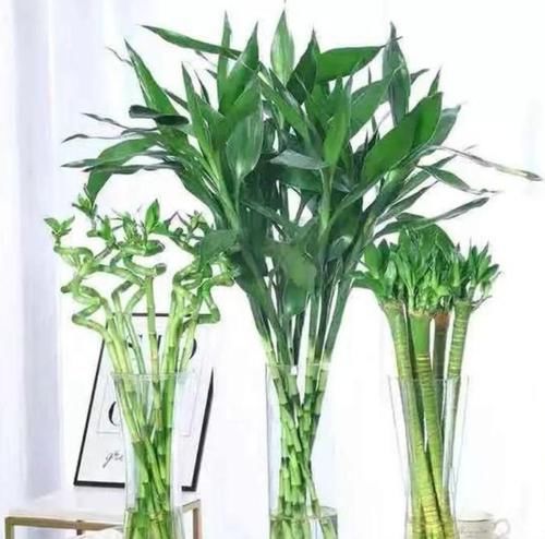  #春天#最适合春天养护的4种花，养上一盆四季欣赏，好养活还不贵