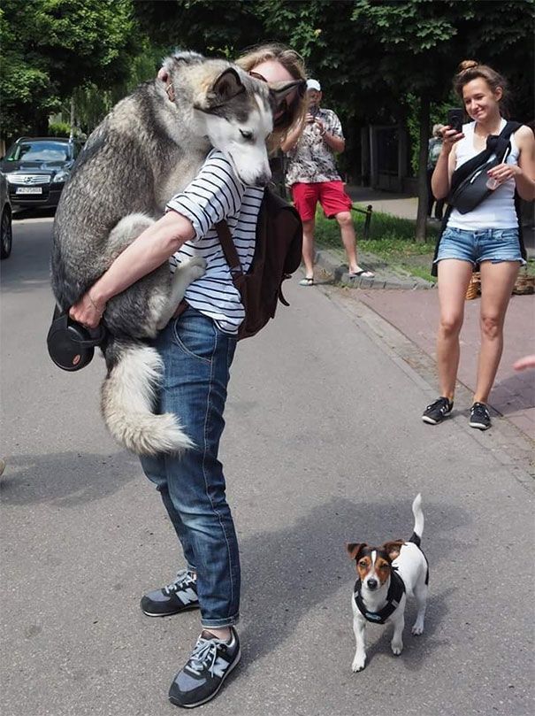 【毛孩】到底是有多可怕啦 30张“超容易受惊”的毛孩照片