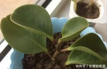 豆瓣|豆瓣绿扦插方法和注意事项,扦插步骤如下