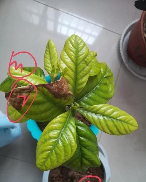 『盆栽』几年的栀子花盆栽黄叶掉叶僵苗还不开花怎么办,不重视还要求开花