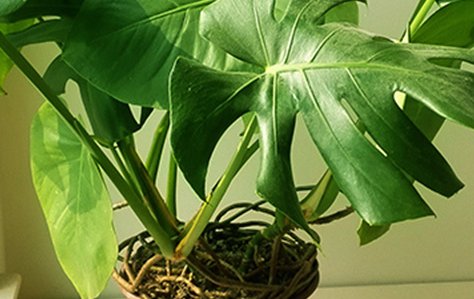 越养越|3种花适应力强,好养易活能爆盆,沾水就蹭蹭长,越养越上瘾