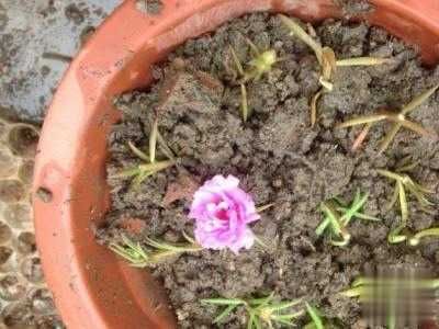  『扦插』太阳花怎么打顶扦插