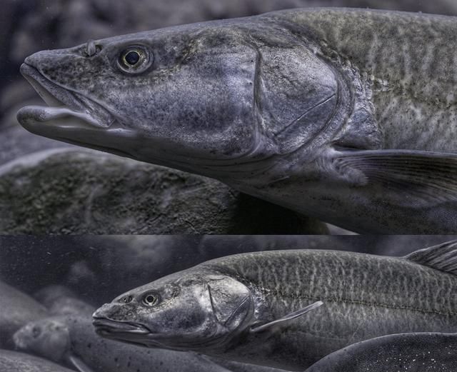 鮡鰋鮡科鱼类是雅鲁藏布江下游优势鱼种,黑斑原鮡是最原始的鮡科鱼类