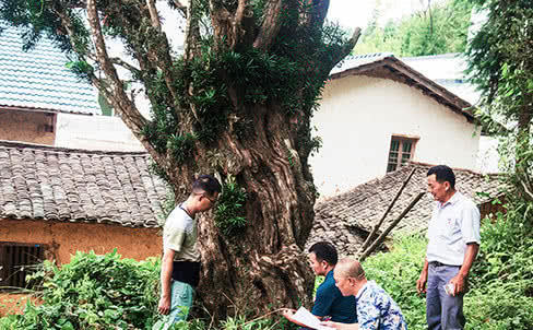 世界上最虚弱的树，肚子架钢筋身上挂吊瓶，拥有1500年高寿