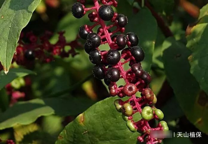  『美洲商陆』农村常见“恶草”，农民觉得其有毒，然而城里人却吃不到