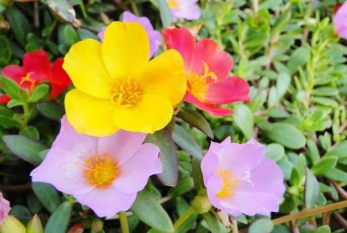  春天@春天就养“4种花”，四季开花，花色多，一盆能养一辈子！