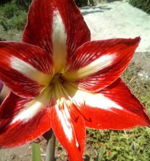 「家里」家里的花开得正盛，一些叫不出花名，却值得拥有