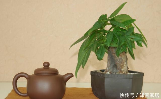  #盆土#发财树黄叶怎么办？用1个“办法”，蹭蹭冒绿叶，枝繁叶茂长爆盆