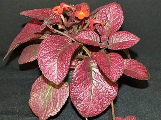 轻松■这几款植物好养易打理,家养一盆轻松爆盆,花大色艳,绚丽多彩