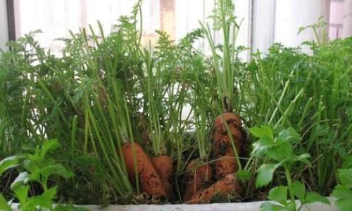  [照看]上班族种花不如种菜，不花时间照看，结得生鲜蔬菜，一家人吃不完