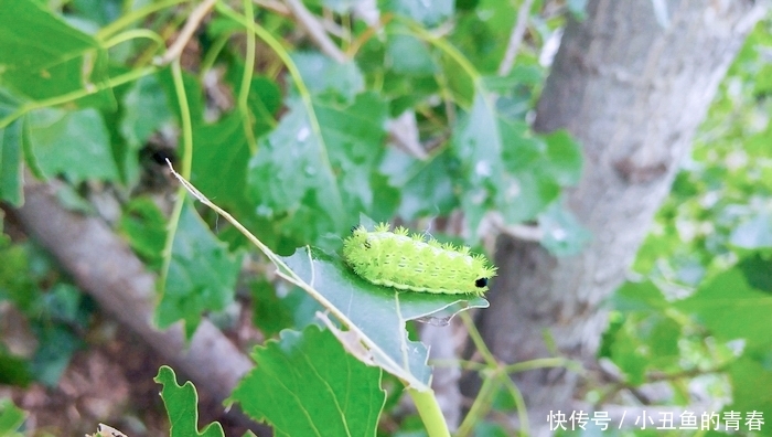 被“洋辣子”蜇了怎么办？老农：别着急，解药就在它身上