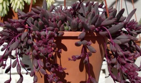 优良月季“杏色露台”,清香淡雅,美丽怡人,堪称是养花首选