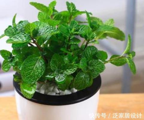  「茉莉花」“3种花”养卧室，改善睡眠质量，睡得香，很多花友都喜欢！