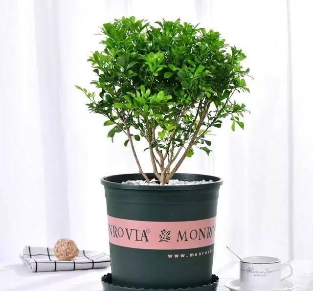  #阳光充足的环境#100种常见开花植物的养护要点与花期，快来看看有没有你喜欢的