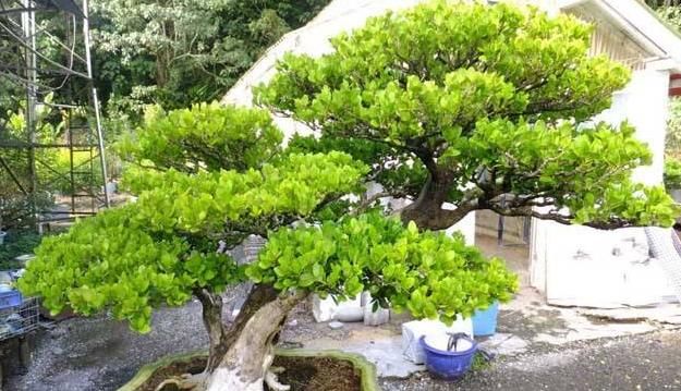 家里:家里养棵“君子木”,牢记“4要点”,枝繁叶茂,养上3年都不谢