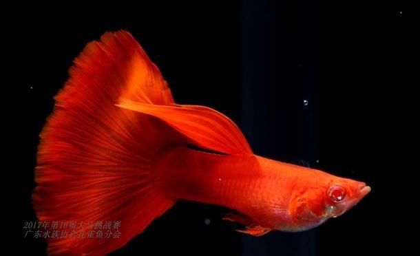  【均表现为】孔雀鱼太好繁殖啦，所以孔雀鱼的品种多到让你数不过来！