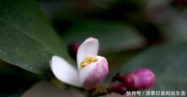  『更早』怪奇公社盛开一种比腊梅更早的花，是季节错了，还是花错了！