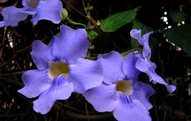  『家里』5种花别种，种完家里就变花海，美极了！