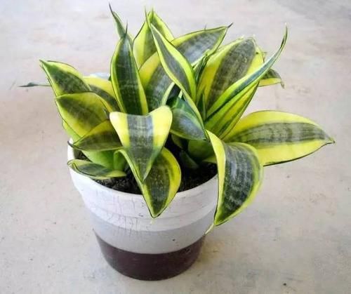  「就要」22种室内极难养死的植物，绿植就要选这些