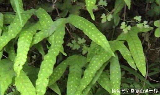  植物：生长在岩石旁的植物，它的叶子像鸭脚掌，如今是一味草药