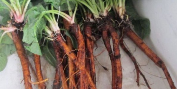  营养■农村的一种野草，营养丰富，根的药用价值高，是种珍贵药