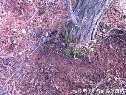 【腐殖土】养花就用这种“万能土”,1年不施肥,叶子疯长,养啥都“爆”!