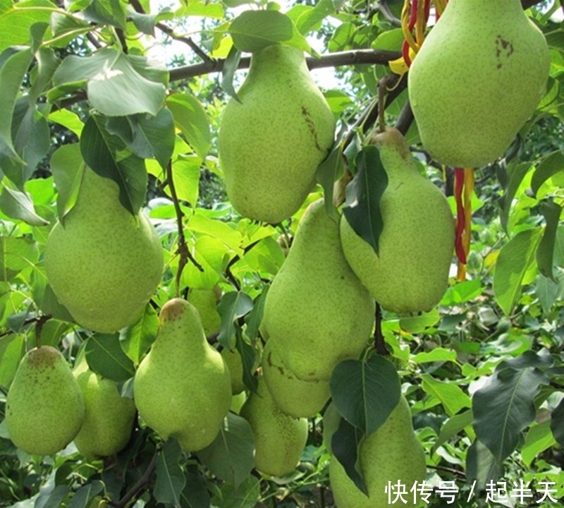树苗盆栽:开春了,不管阳台大小!建议种这果苗,简单易活,果子随手摘