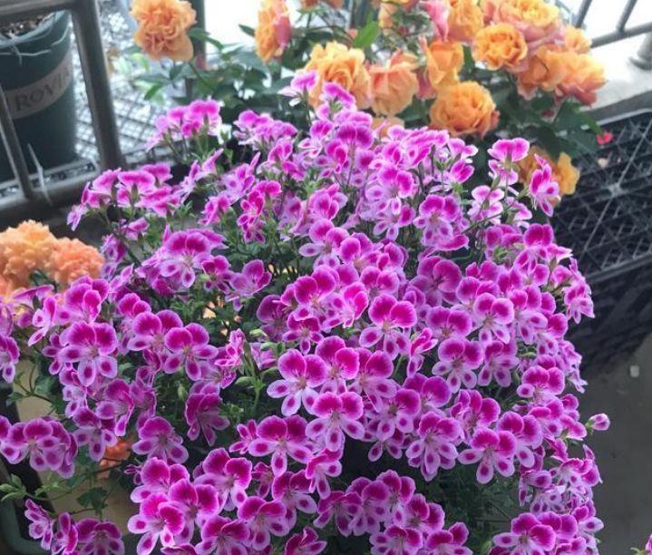  「香香」夏天开花不断，推荐5种香香花，放在阳台，浓香一整夏，花开绚丽