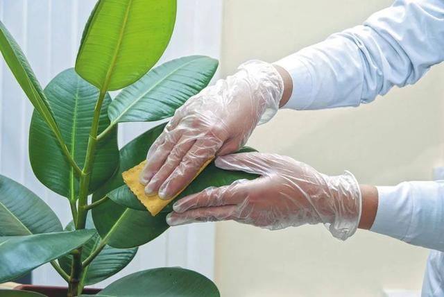  植物的叶片■两三周给室内植物清洁一次，远离病虫害，让叶子更油亮