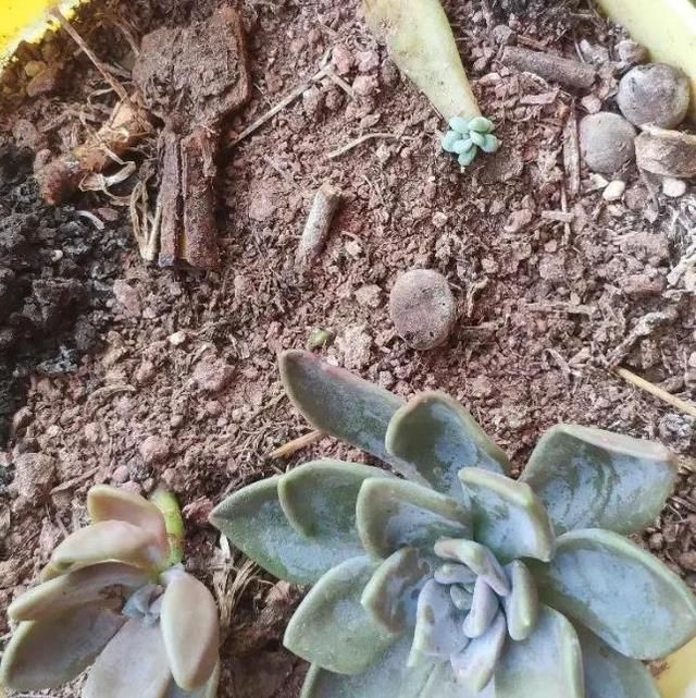  可爱的小|多肉植物种植小技巧之伪群生,有时眼见并非实,手捧花非整...