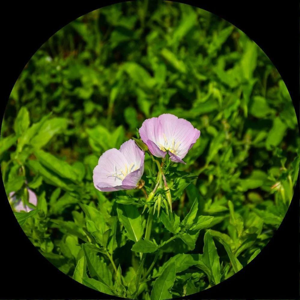  「月见草」美丽月见草，在月下展颜的一抹桃粉色