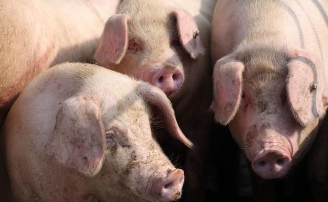  「上涨」2019-8-25猪价：20地涨！生猪供应少，都是非洲猪瘟惹的