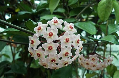  藤蔓：阳台上栽种什么藤蔓植物比较好？